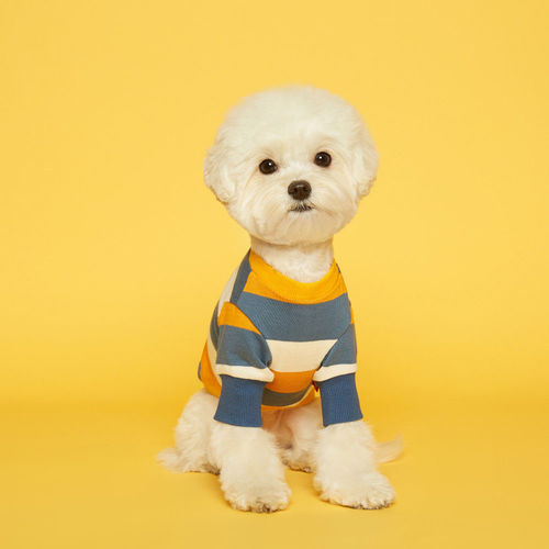 플로트 스탠다드 맨투맨 스트라이프 티셔츠 옐로우스카이블루 소형견 중형견 강아지옷