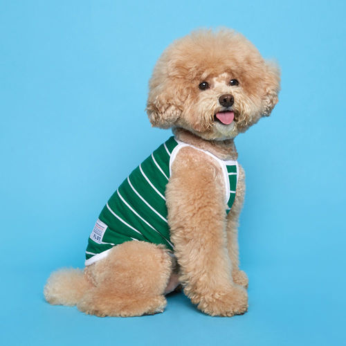 플로트 스트라이프 나시 민소매 티셔츠 그린 소형견 중형견 강아지옷