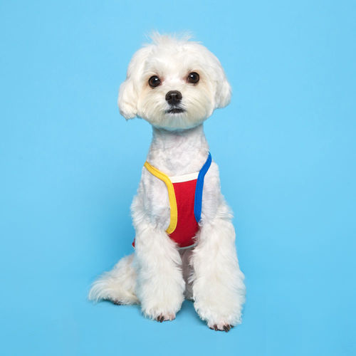 플로트 콤비 나시 민소매 티셔츠 레드 소형견 중형견 강아지옷