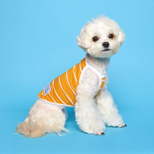 플로트 스트라이프 나시 민소매 티셔츠 옐로우 소형견 중형견 강아지옷