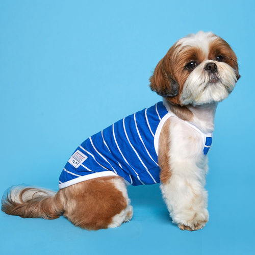 플로트 스트라이프 나시 민소매 티셔츠 블루 소형견 중형견 강아지옷